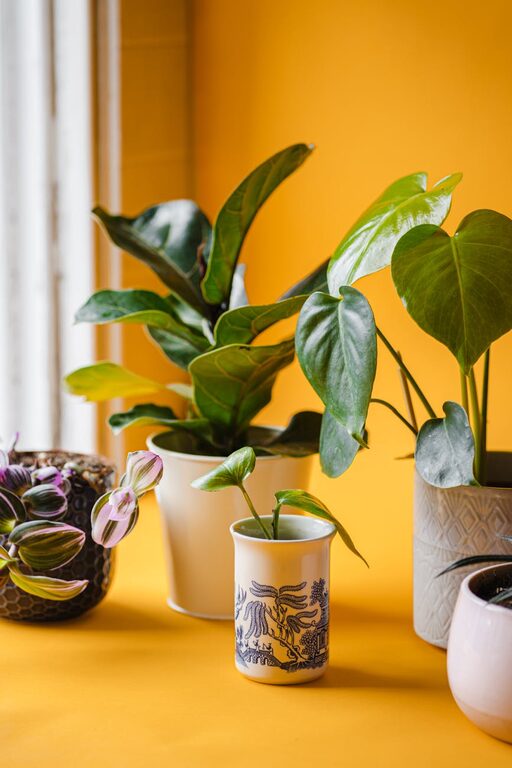 Cum să-ți reîmprospătezi casa cu plante